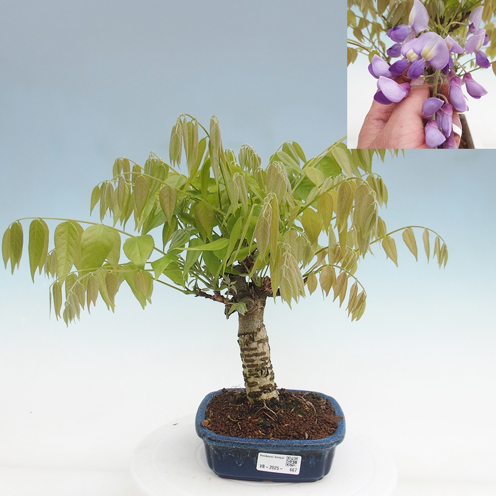 Venkovní bonsai - Vistarie květnatá - Wisteria floribunda