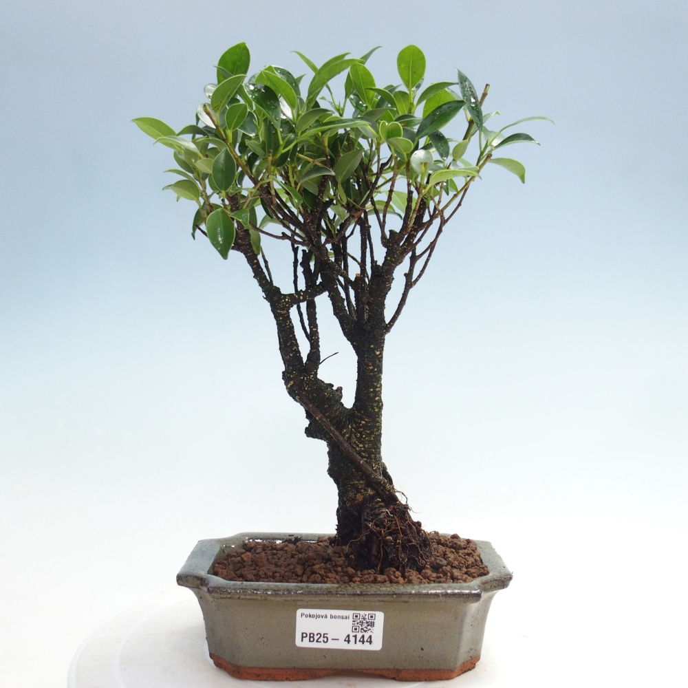 Pokojová bonsai - Ficus retusa -  malolistý fíkus