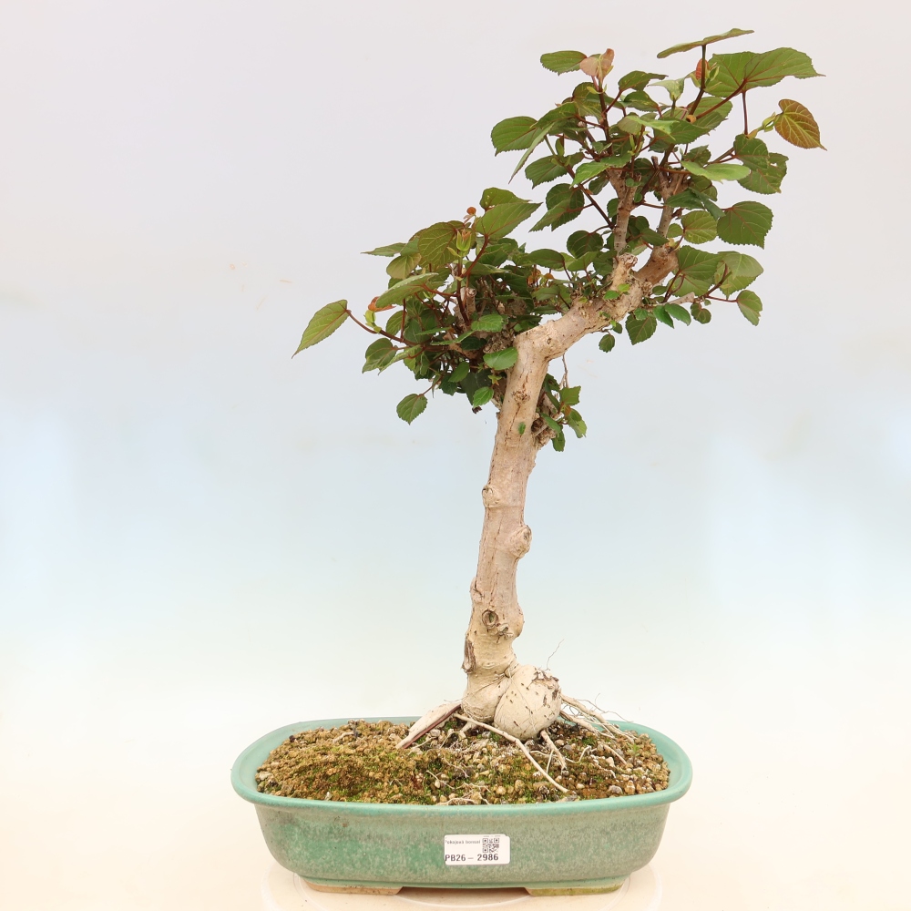 Pokojová bonsai - Hibiscus tiliaceus - Ibišek lípovitý, morský