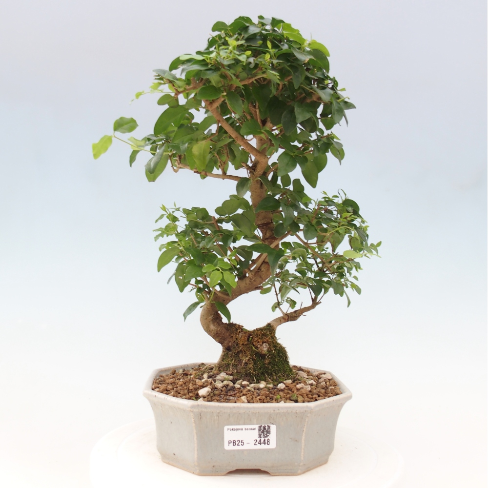 Pokojová bonsai -Ligustrum chinensis - Ptačí zob