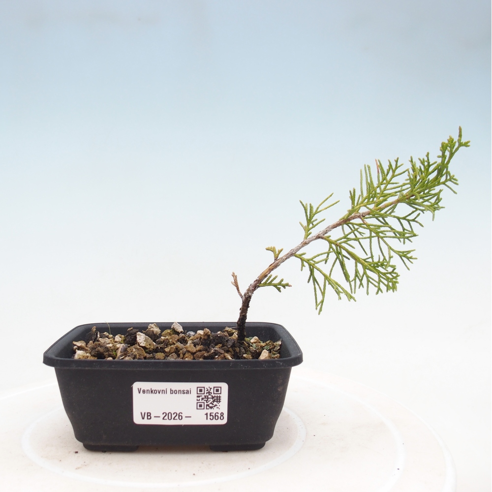 Venkovní bonsai - Juniperus chinensis Itoigawa -Jalovec čínský