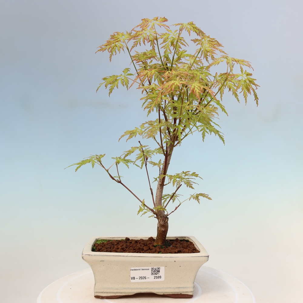 Venkovní bonsai - Acer palmatum Dissectum - Javor dlanitolistý 