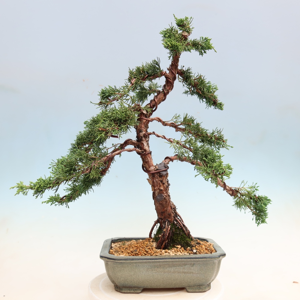Venkovní bonsai - Juniperus chinensis Kishu -Jalovec čínský
