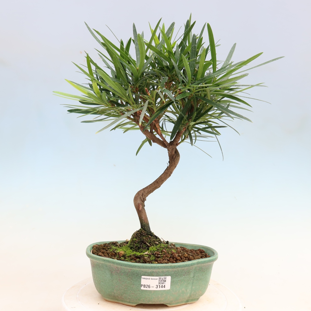 Pokojová bonsai - Podocarpus - Kamenný tis
