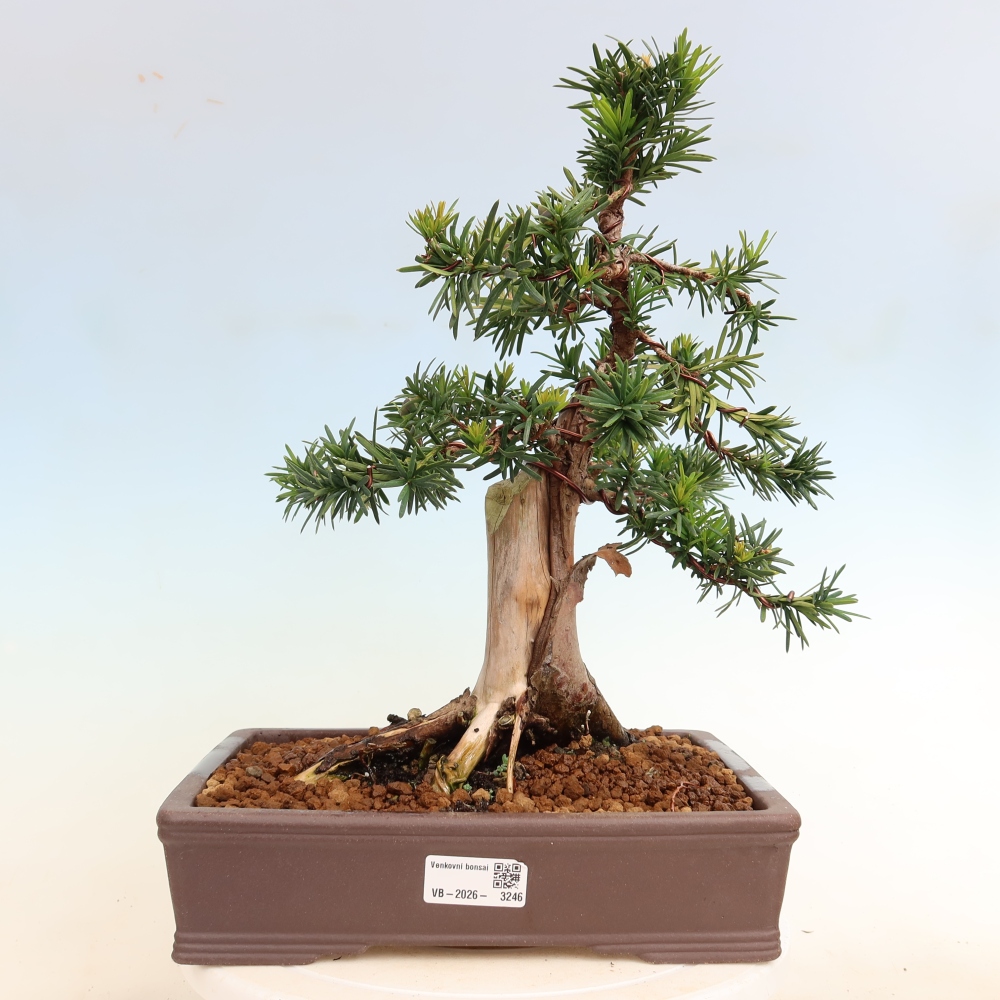 Venkovní bonsai - Taxus cuspidata  - Tis japonský