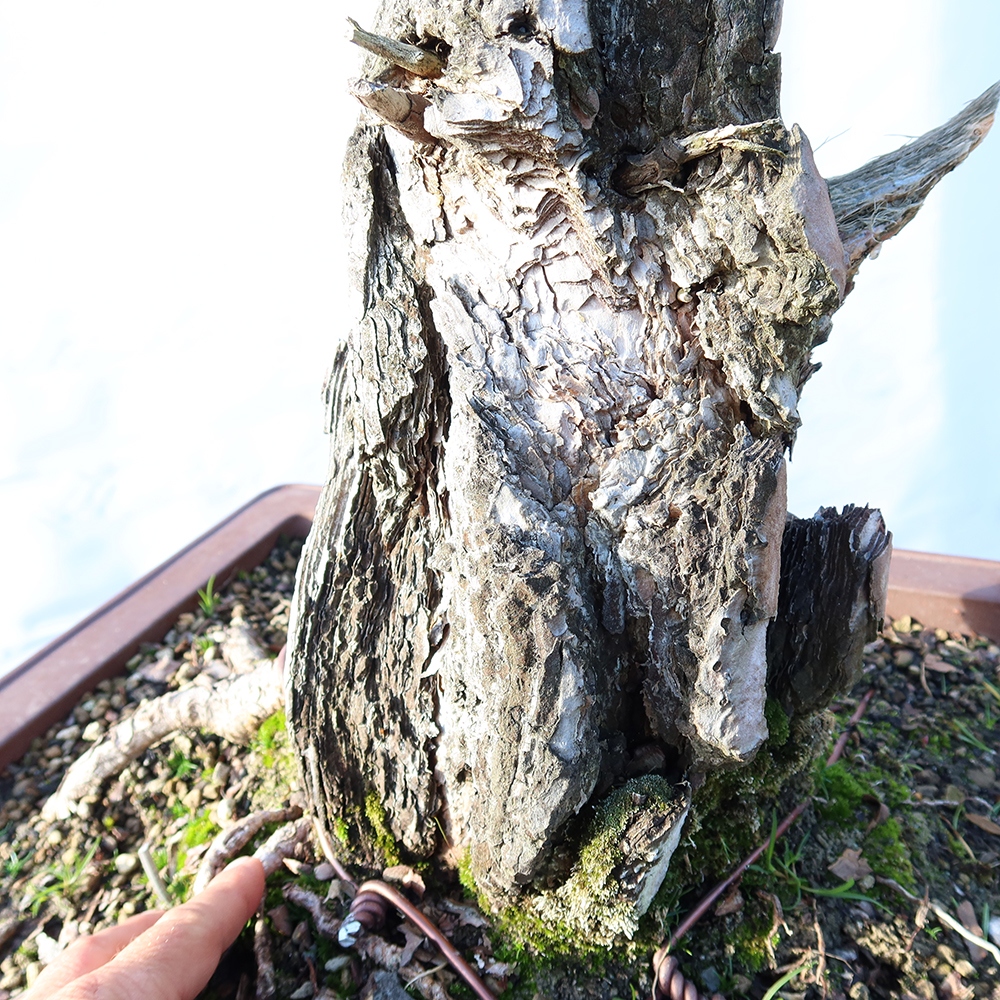Pinus sylvestris Španělsko - borovice lesní