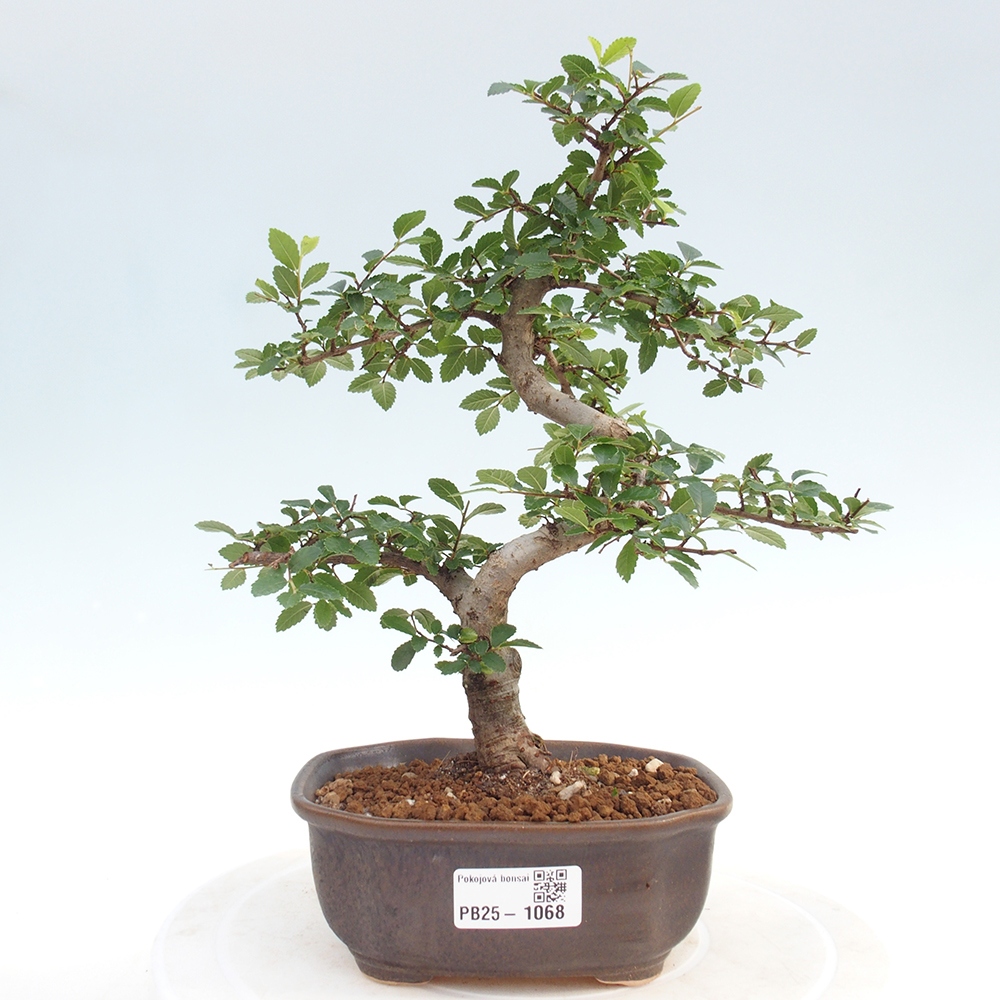 Pokojová bonsai-Malolistý jilm 