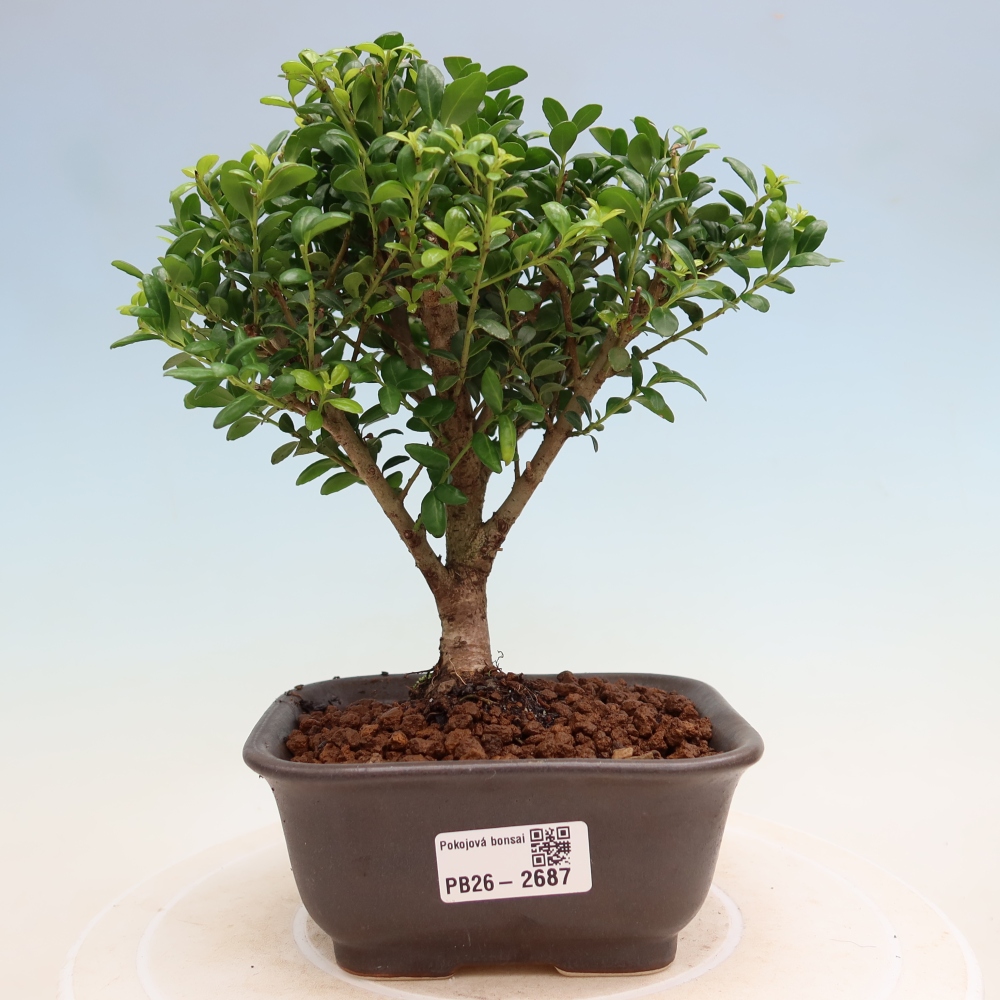 Pokojová bonsai - Ilex crenata - Cesmína