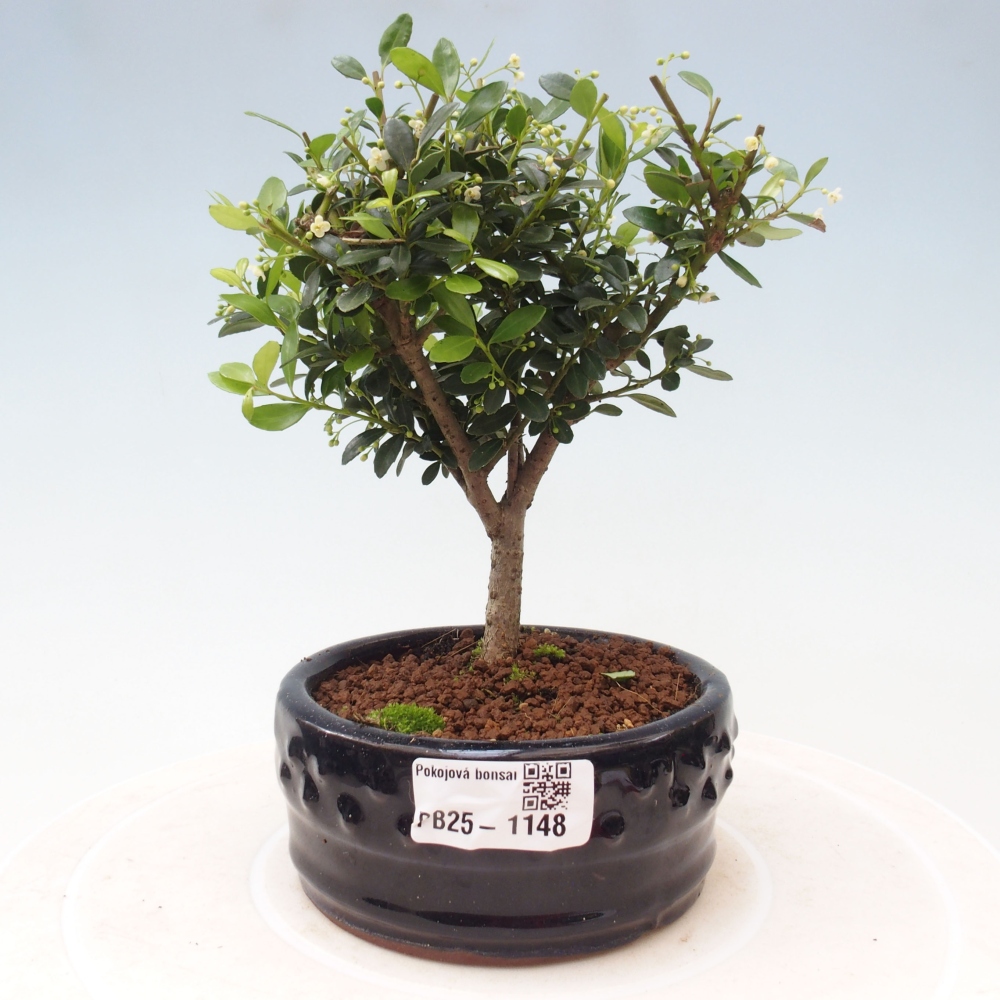 Pokojová bonsai - Ilex crenata - Cesmína