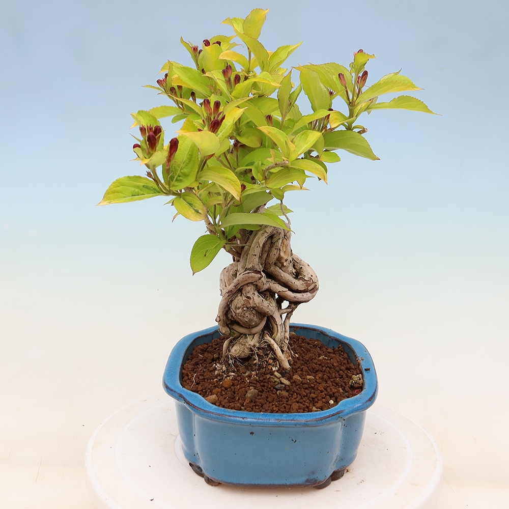 Venkovní bonsai - Weigela subsessilis - Vajgélie korejská