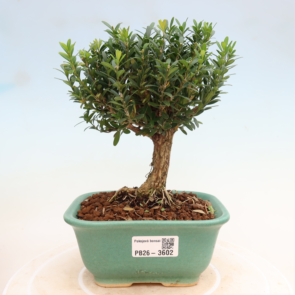 Pokojová bonsai - Buxus harlandii -korkový buxus