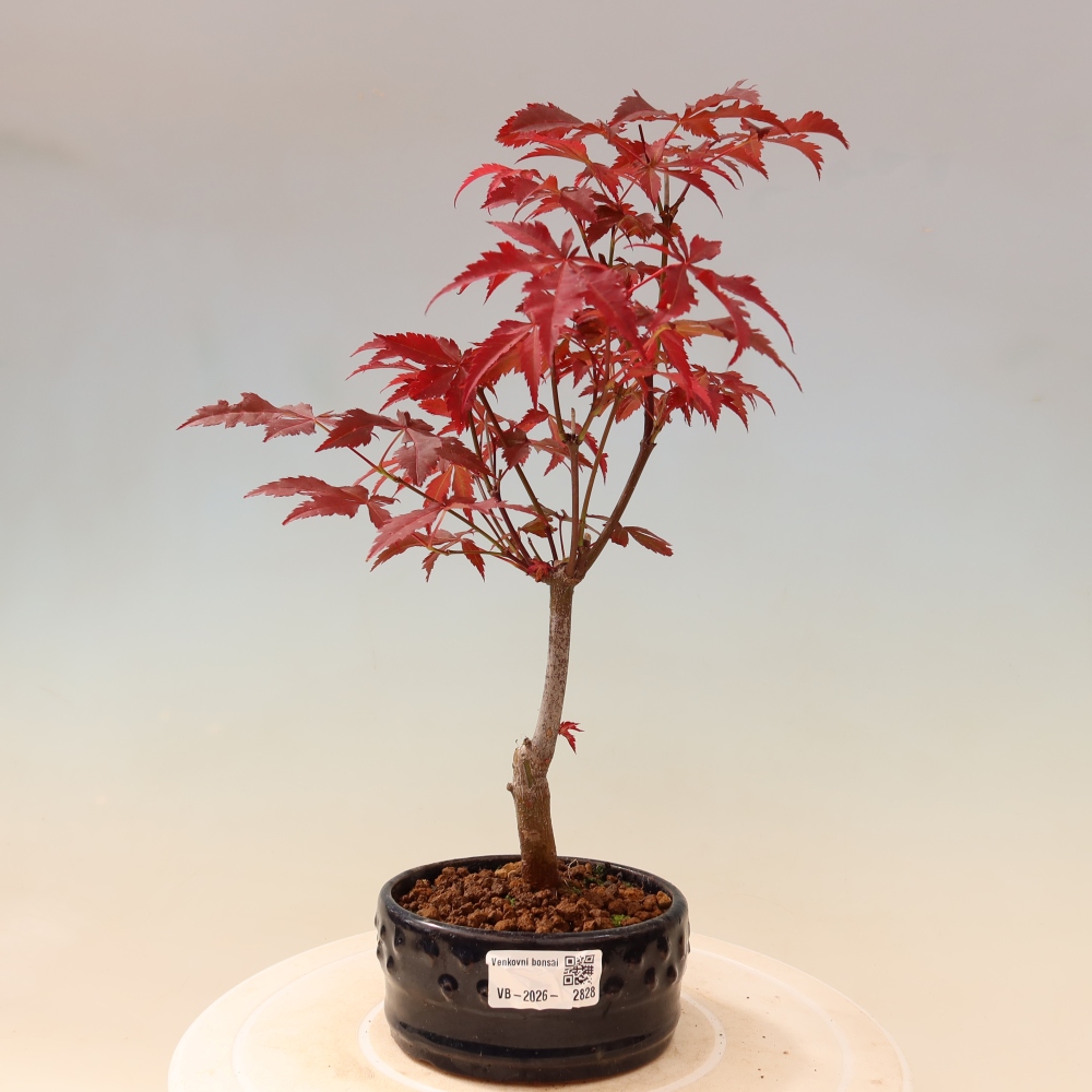 Venkovní bonsai - Acer palm. Atropurpureum-Javor dlanitolistý