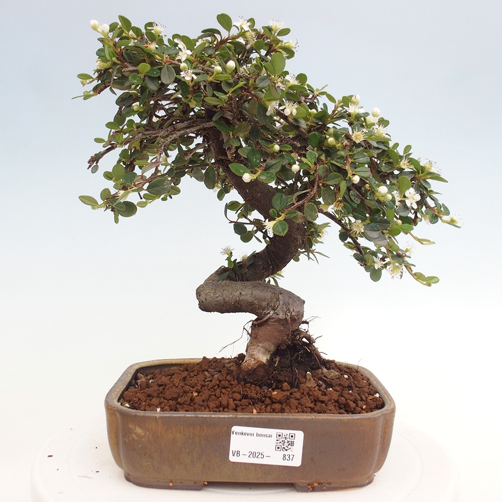 Venkovní bonsai-Cotoneaster dammeri - Skalník Damerův