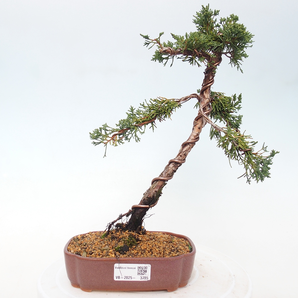 Venkovní bonsai - Juniperus chinensis Kishu -Jalovec čínský
