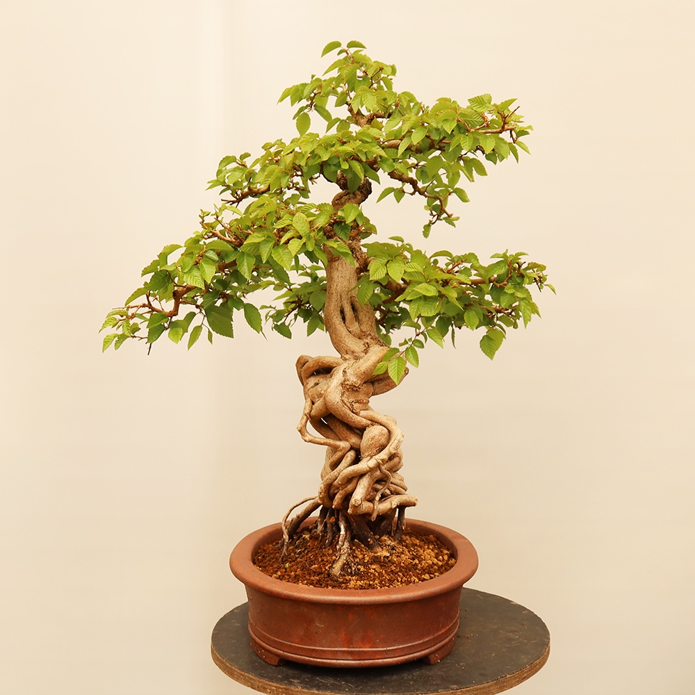Venkovní bonsai -Carpinus Coreana - Habr korejský