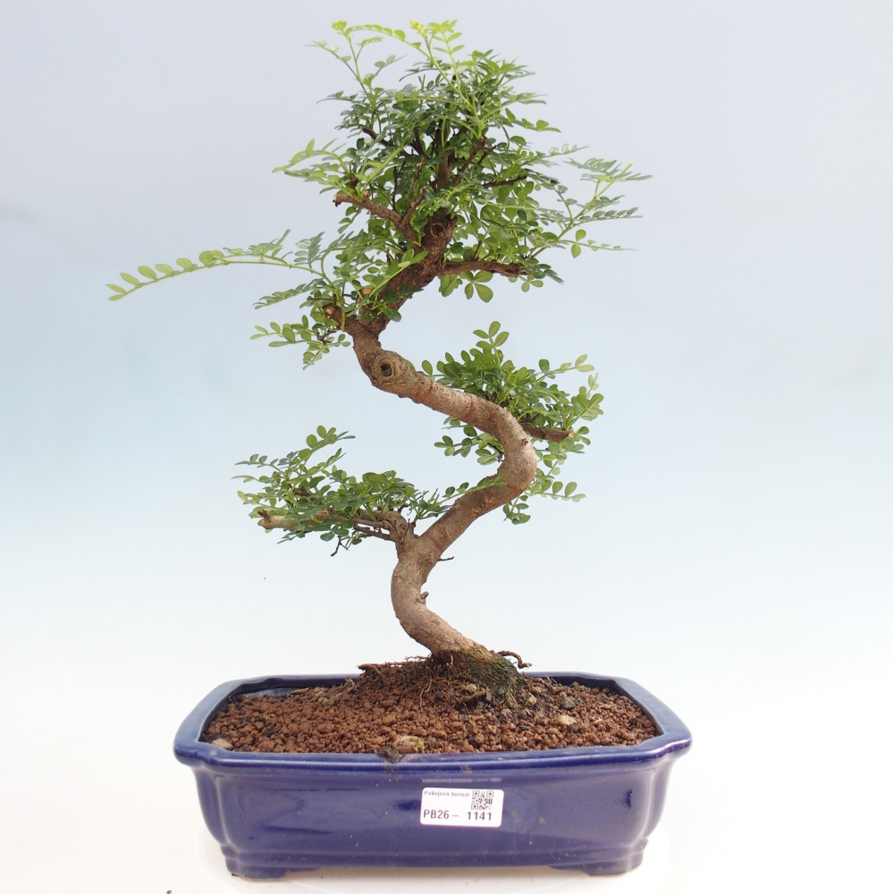 Pokojová bonsai - Zantoxylum piperitum - pepřovník