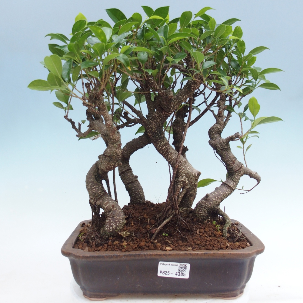 Pokojová bonsai - Ficus kimmen -  malolistý fíkus