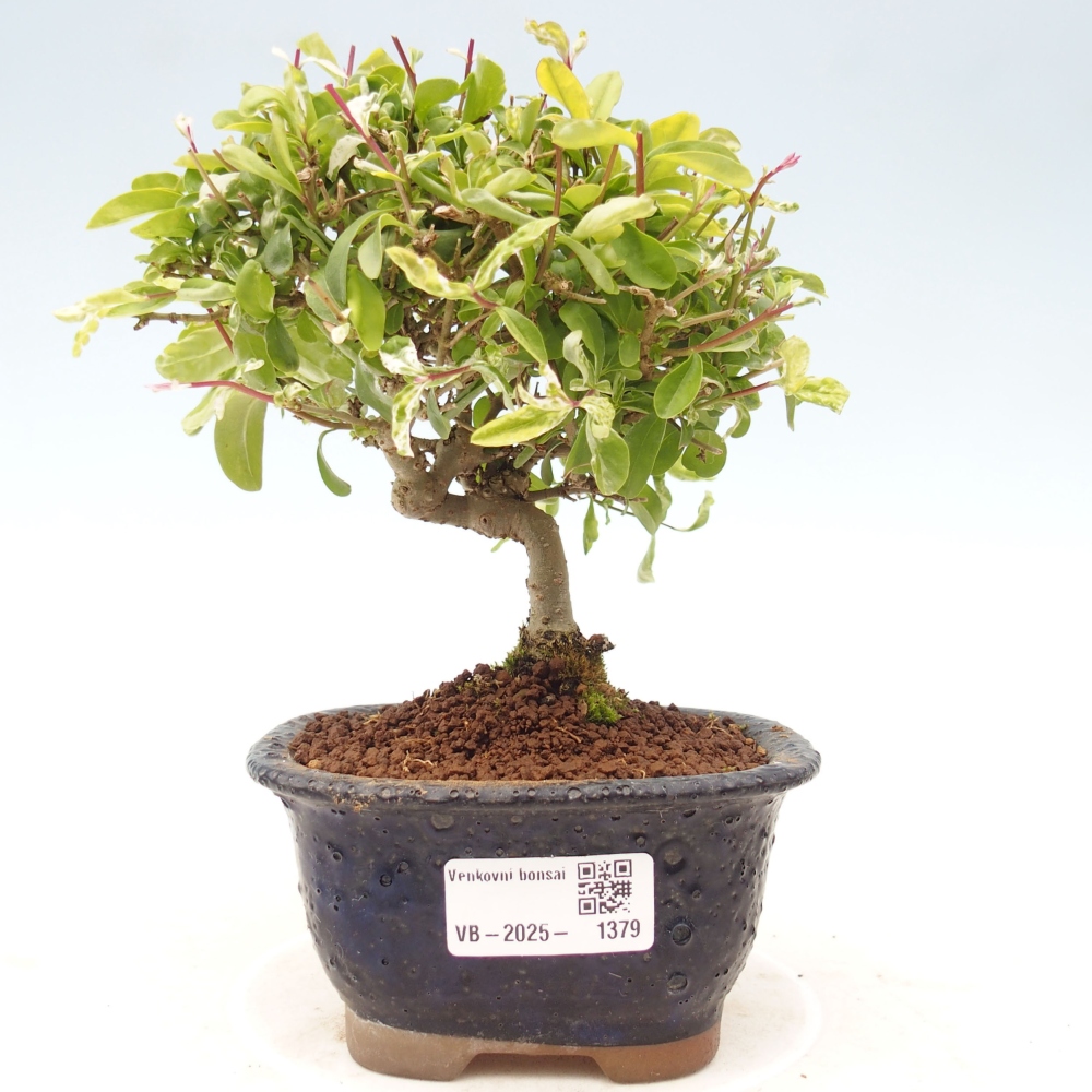 Venkovní bonsai - Ligustrum obtusifolium - Ptačí zob tupolistý