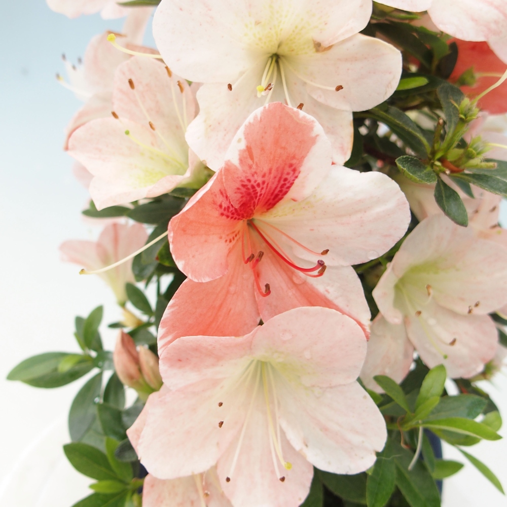 Venkovní bonsai - Japonská azalka - Azalea Asazakura