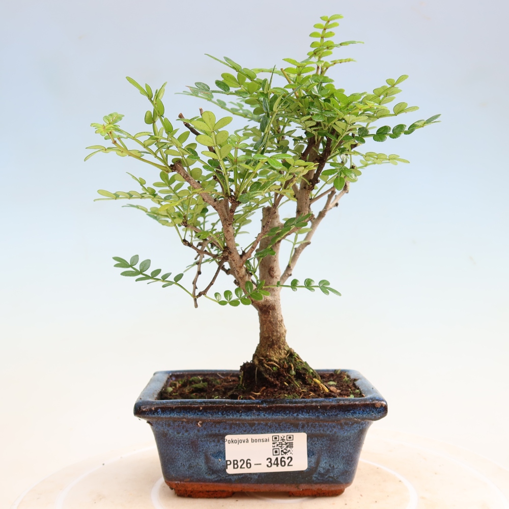 Pokojová bonsai - Zantoxylum piperitum - pepřovník