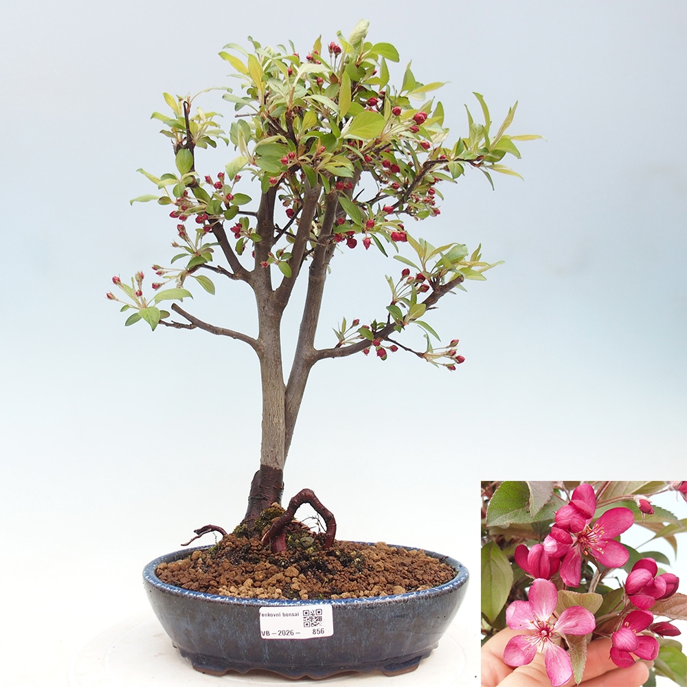 Venkovní bonsai -Malus domestica - Maloplodá jabloň červenolistá