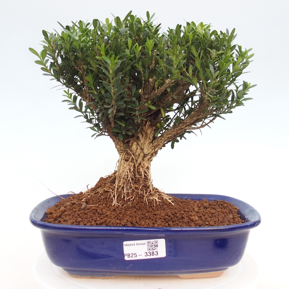 Pokojová bonsai - Buxus harlandii -korkový buxus