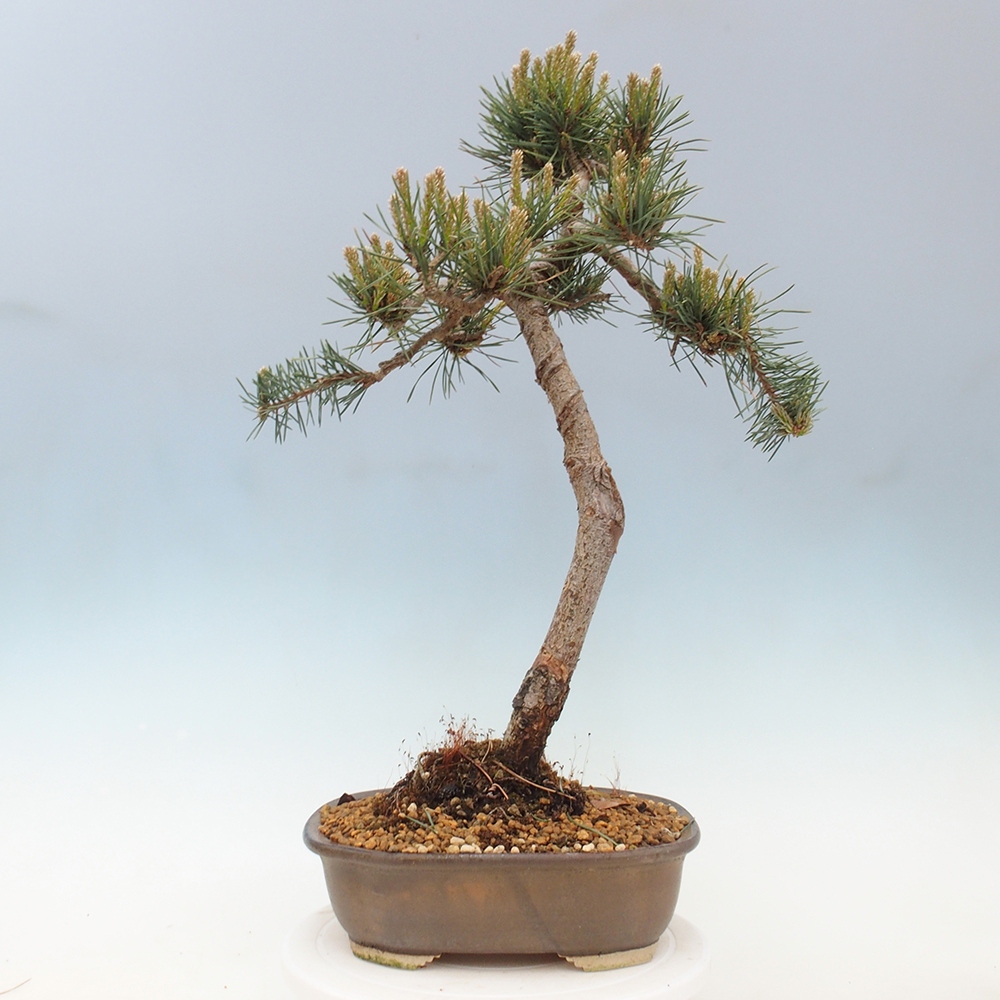 Venkovní bonsai - Pinus Sylvestris Watererri - Borovice lesní