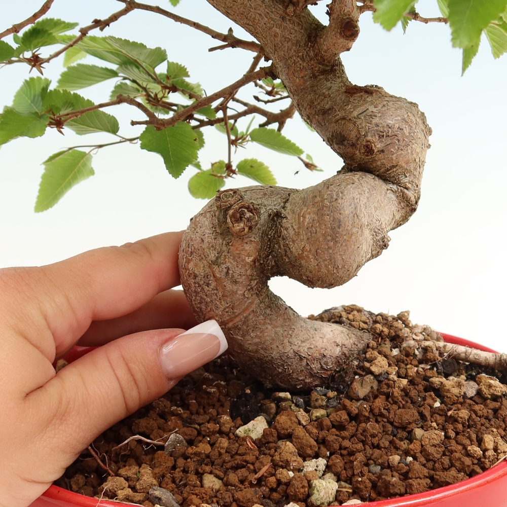 Venkovní bonsai -Carpinus coreana - Habr korejský