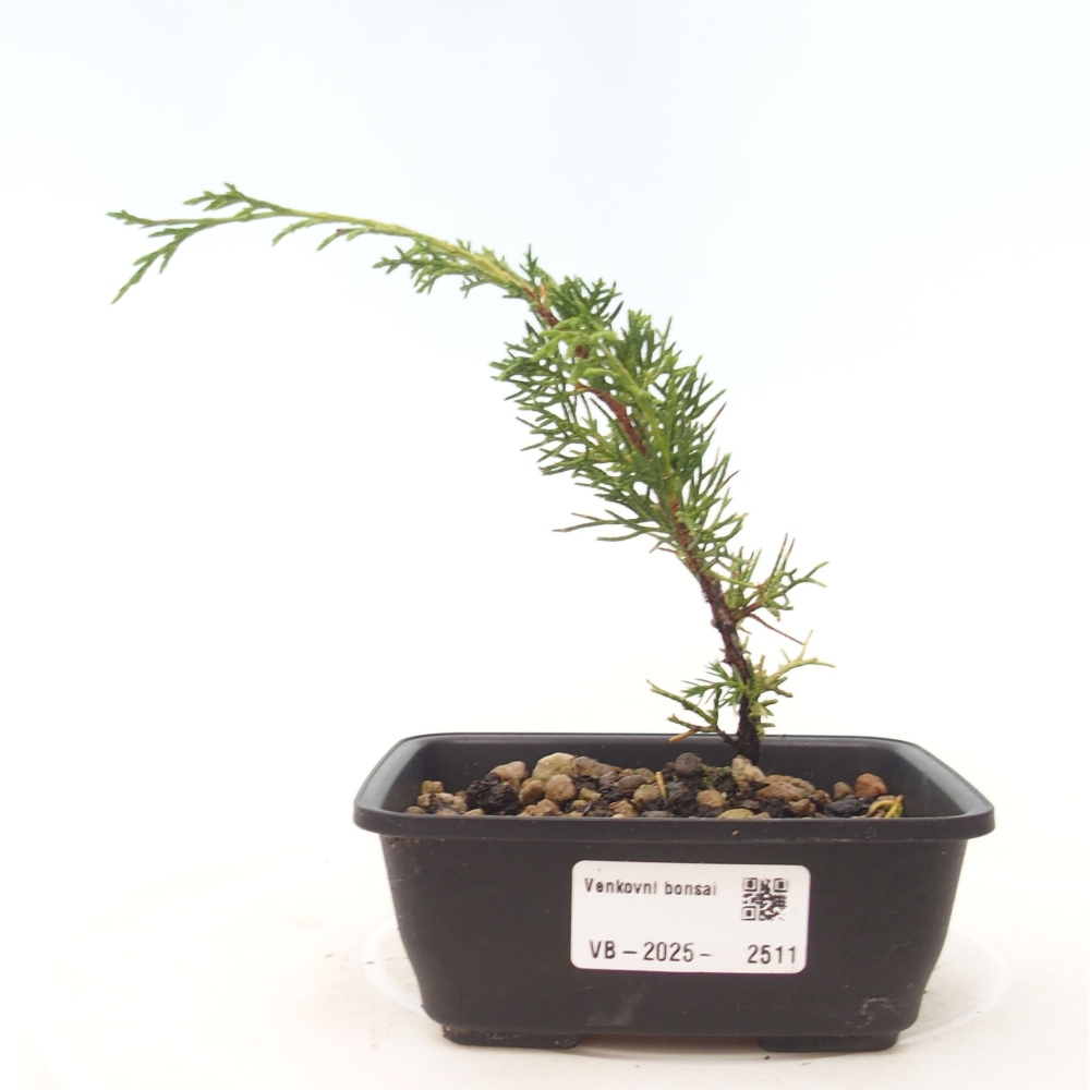 Venkovní bonsai - Juniperus chinensis Itoigawa -Jalovec čínský