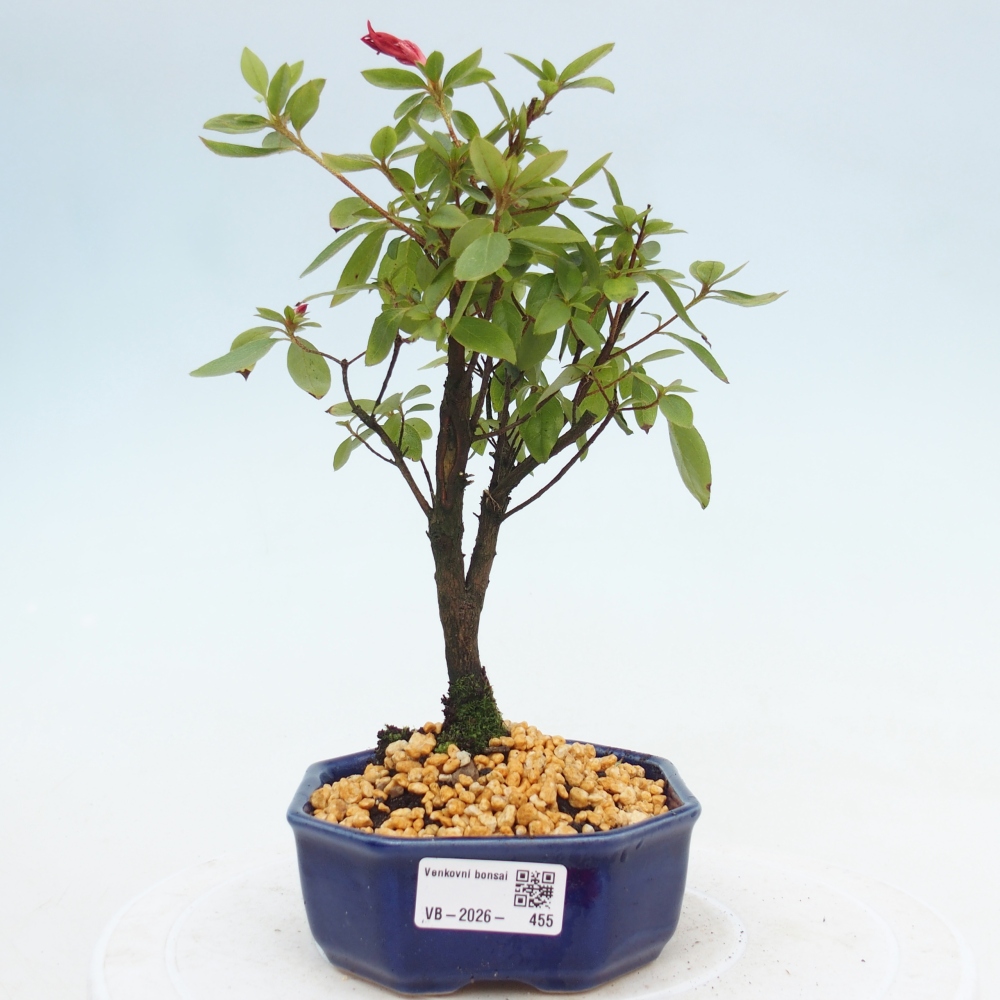 Venkovní bonsai - Japonská azalka - Azalea sp.