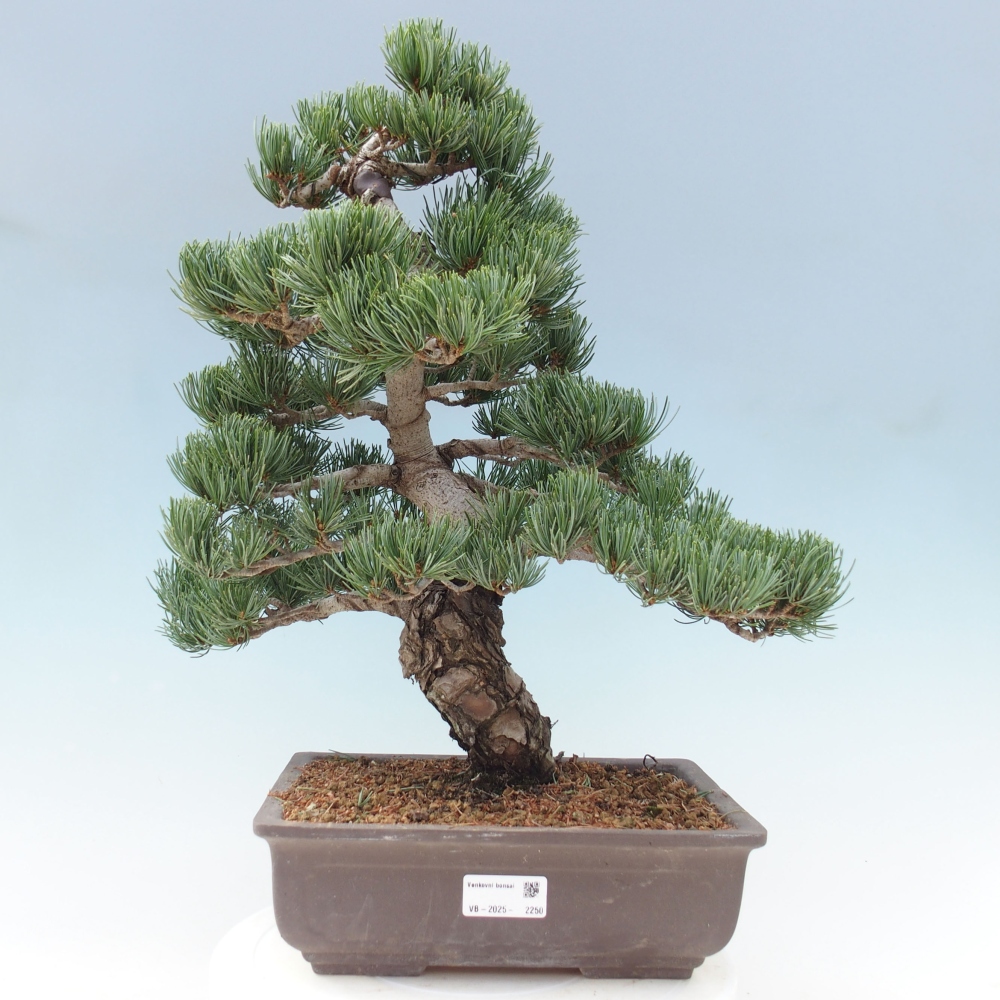Venkovní bonsai - Pinus parviflora - Borovice drobnokvětá
