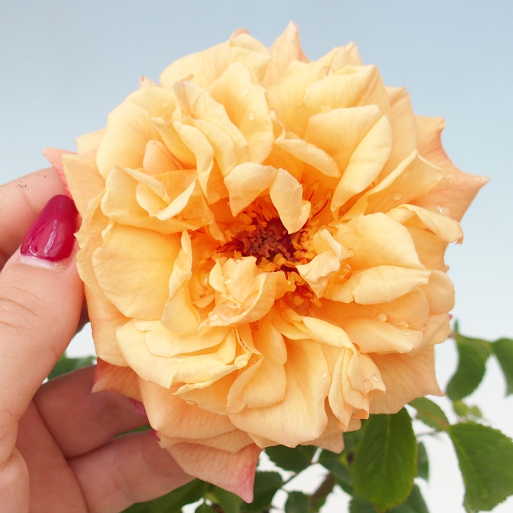 Venkovní bonsai - Rosa Kordes -  růže