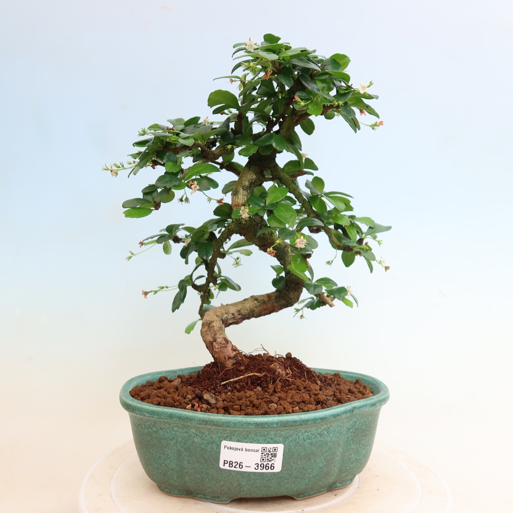 Pokojová bonsai - Carmona macrophylla - Čaj fuki