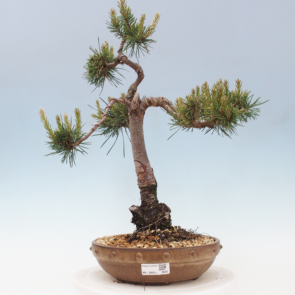 Venkovní bonsai - Pinus Sylvestris Watererri - Borovice lesní