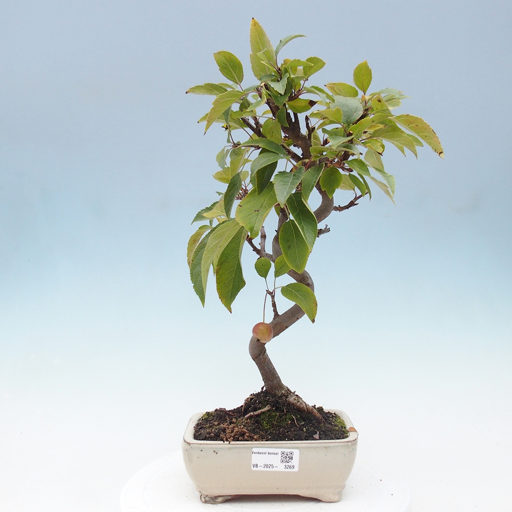 Venkovní bonsai -Malus halliana - Maloplodá jabloň