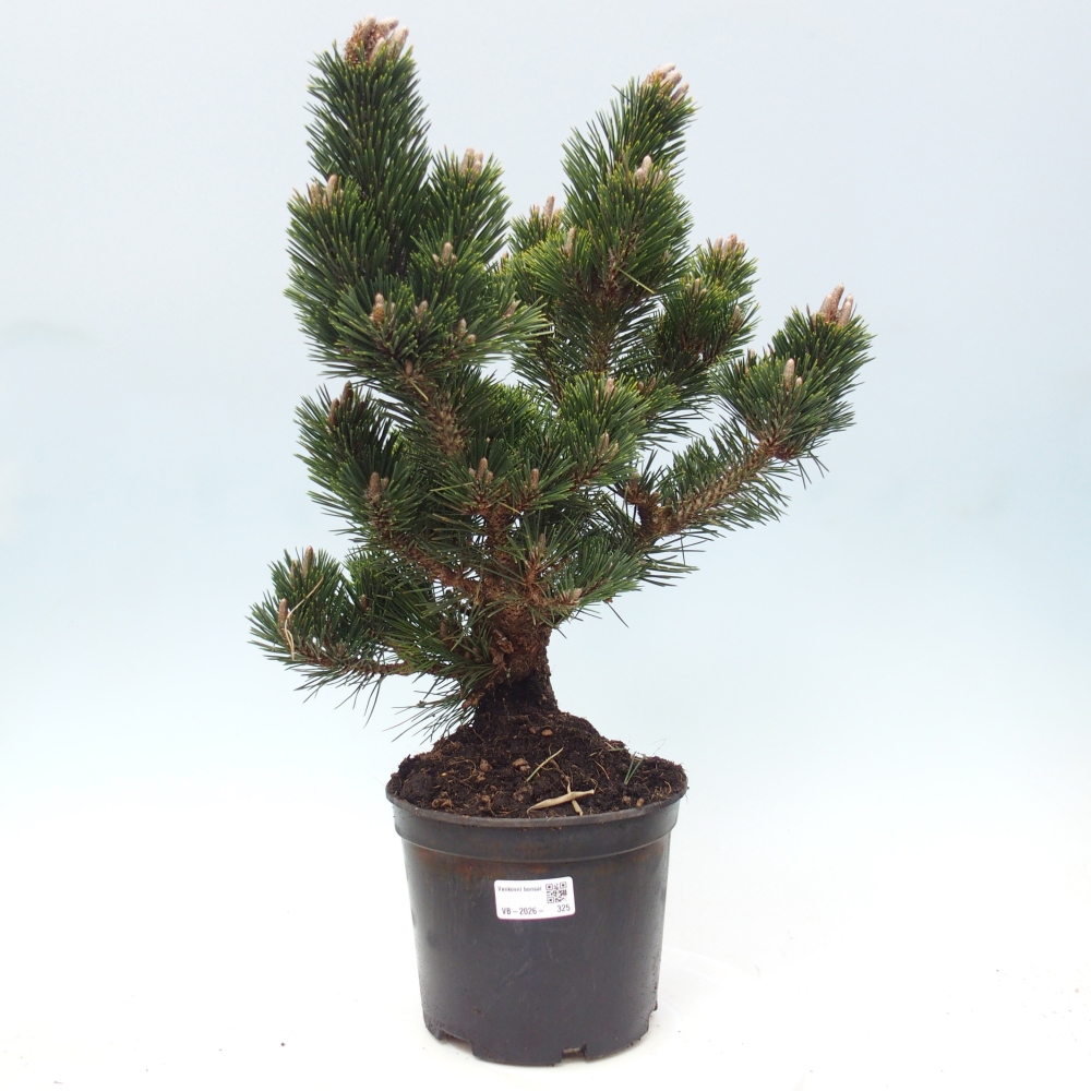 Venkovní bonsai - Pinus thunbergii senjyumaru - Borovice thunbergova