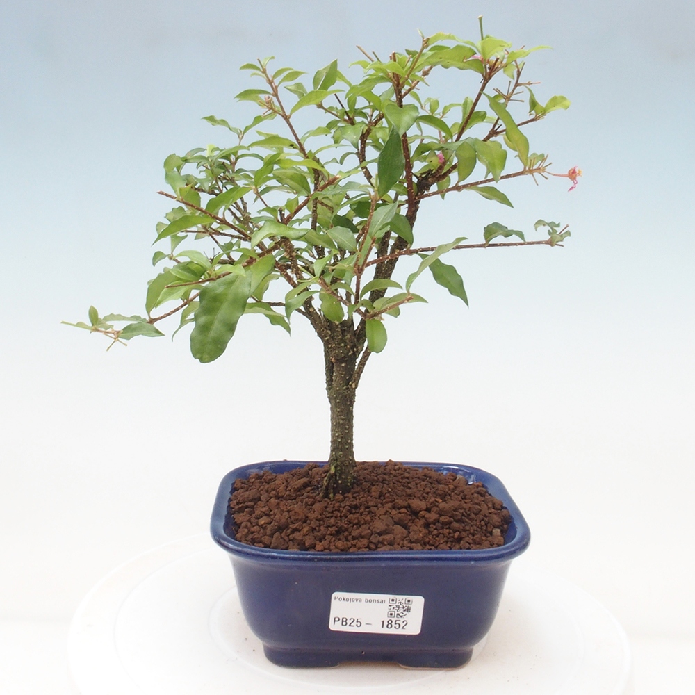 Pokojová bonsai - Malpighia coccigera- Barbdorská třešeň