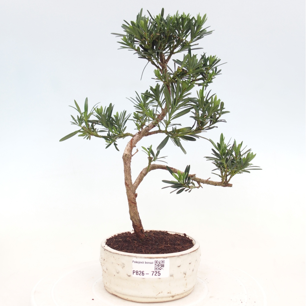 Pokojová bonsai - Podocarpus - Kamenný tis