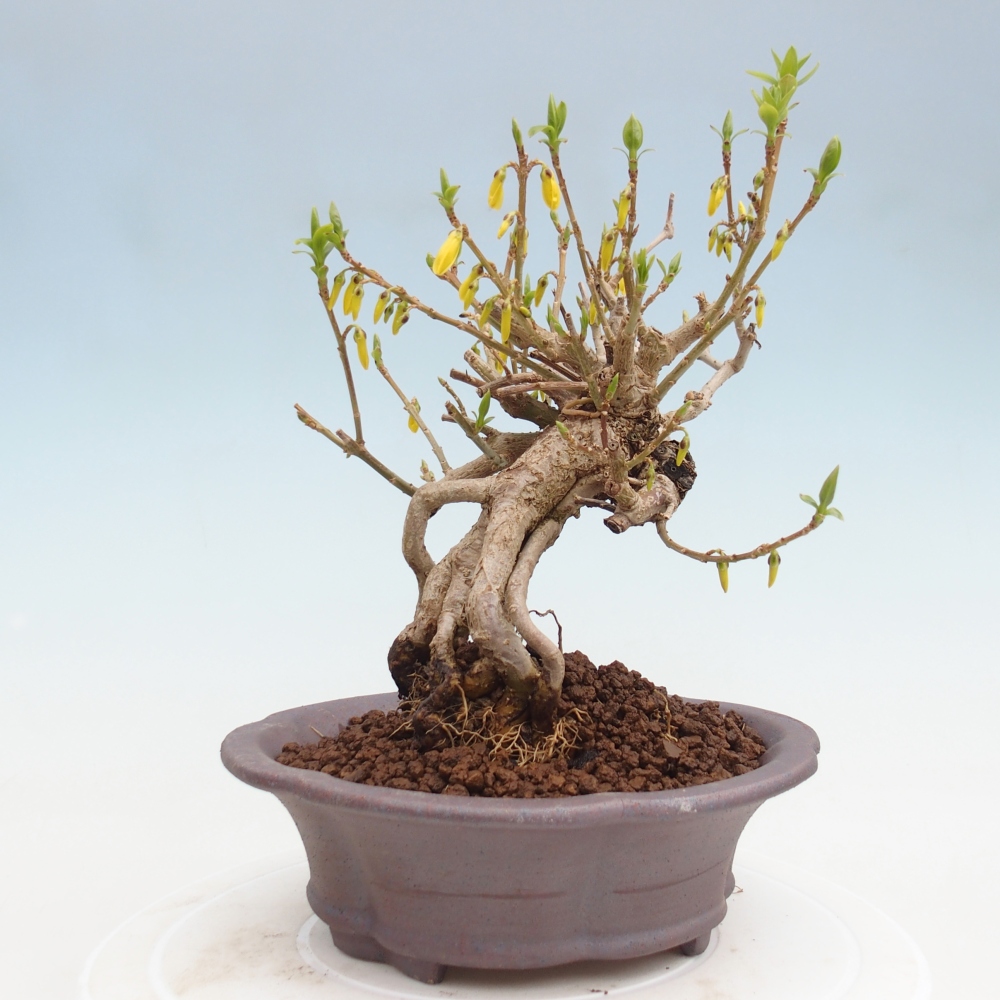 Venkovní bonsai - Zlatice - Forsythia koreana