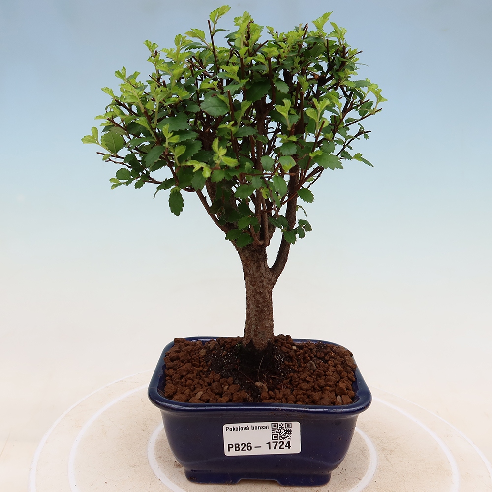 Pokojová bonsai - Ulmus parvifolia - Malolistý jilm
