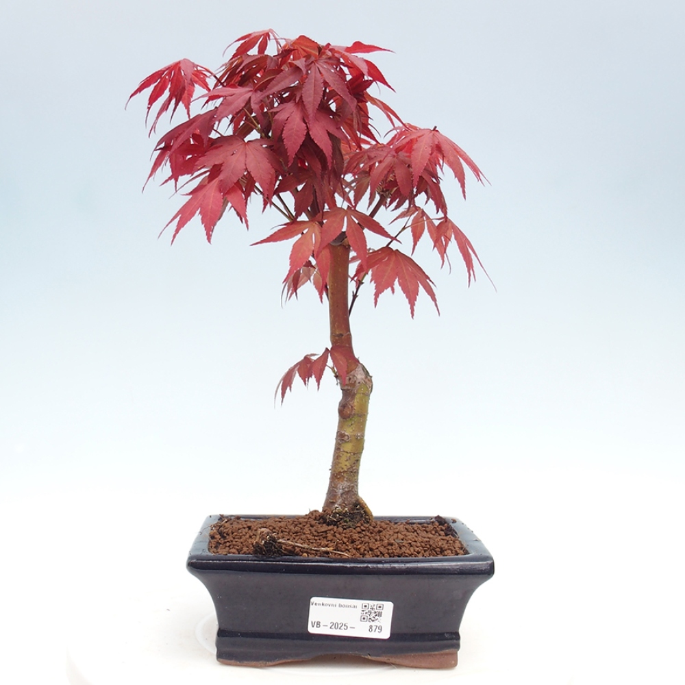 Venkovní bonsai - Acer palm. Atropurpureum-Javor dlanitolistý