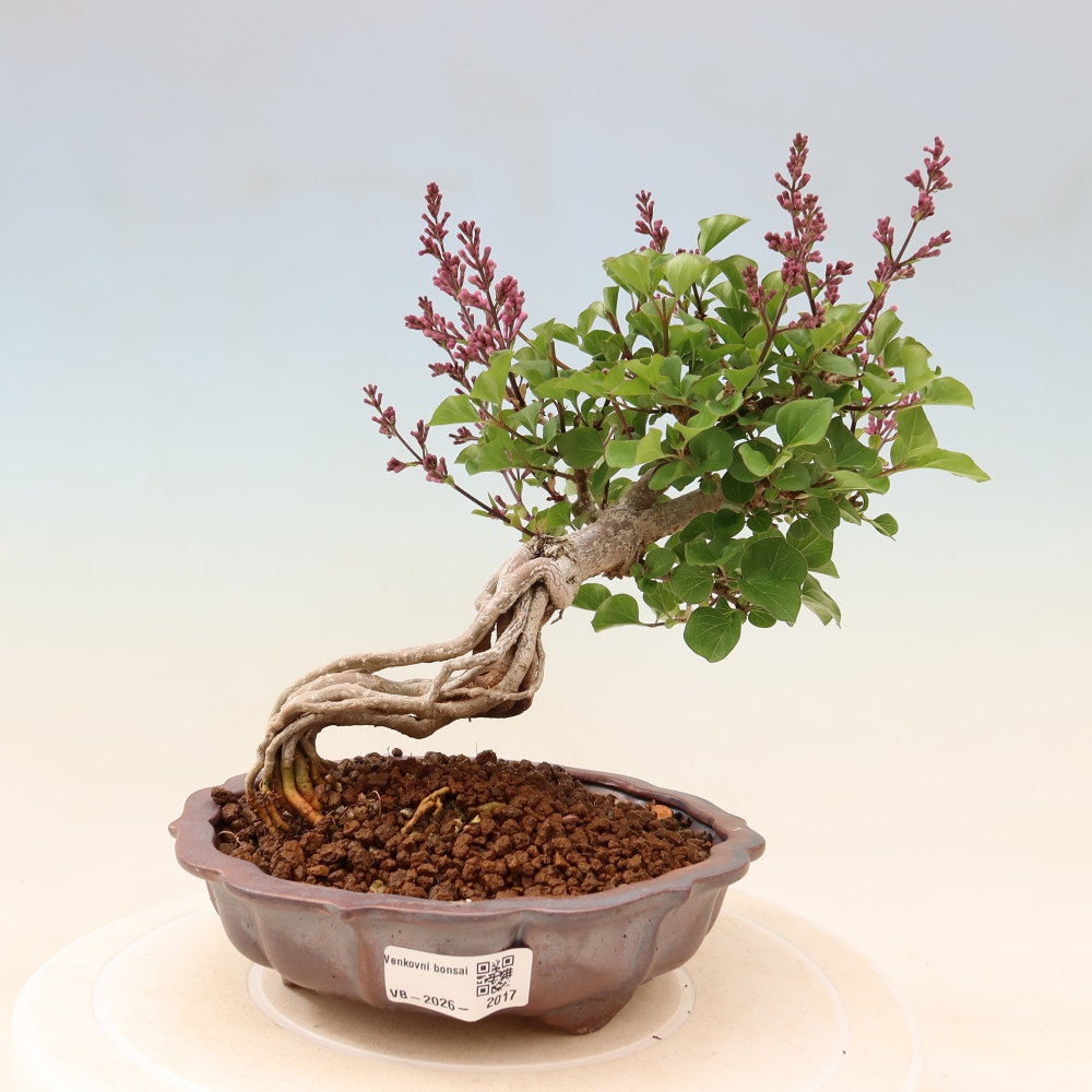 Venkovní  bonsai -  Syringa microphylla - malokvětý šeřík