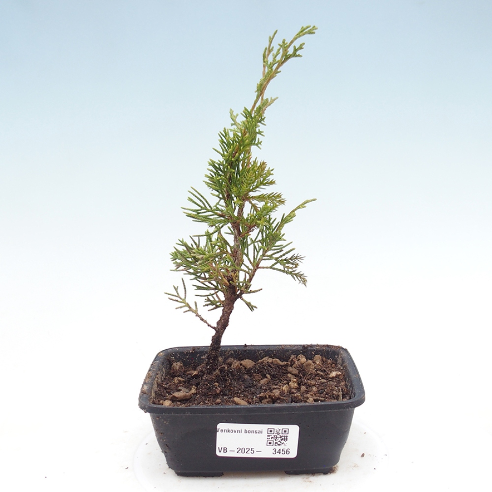 Venkovní bonsai - Juniperus chinensis Itoigawa -Jalovec čínský