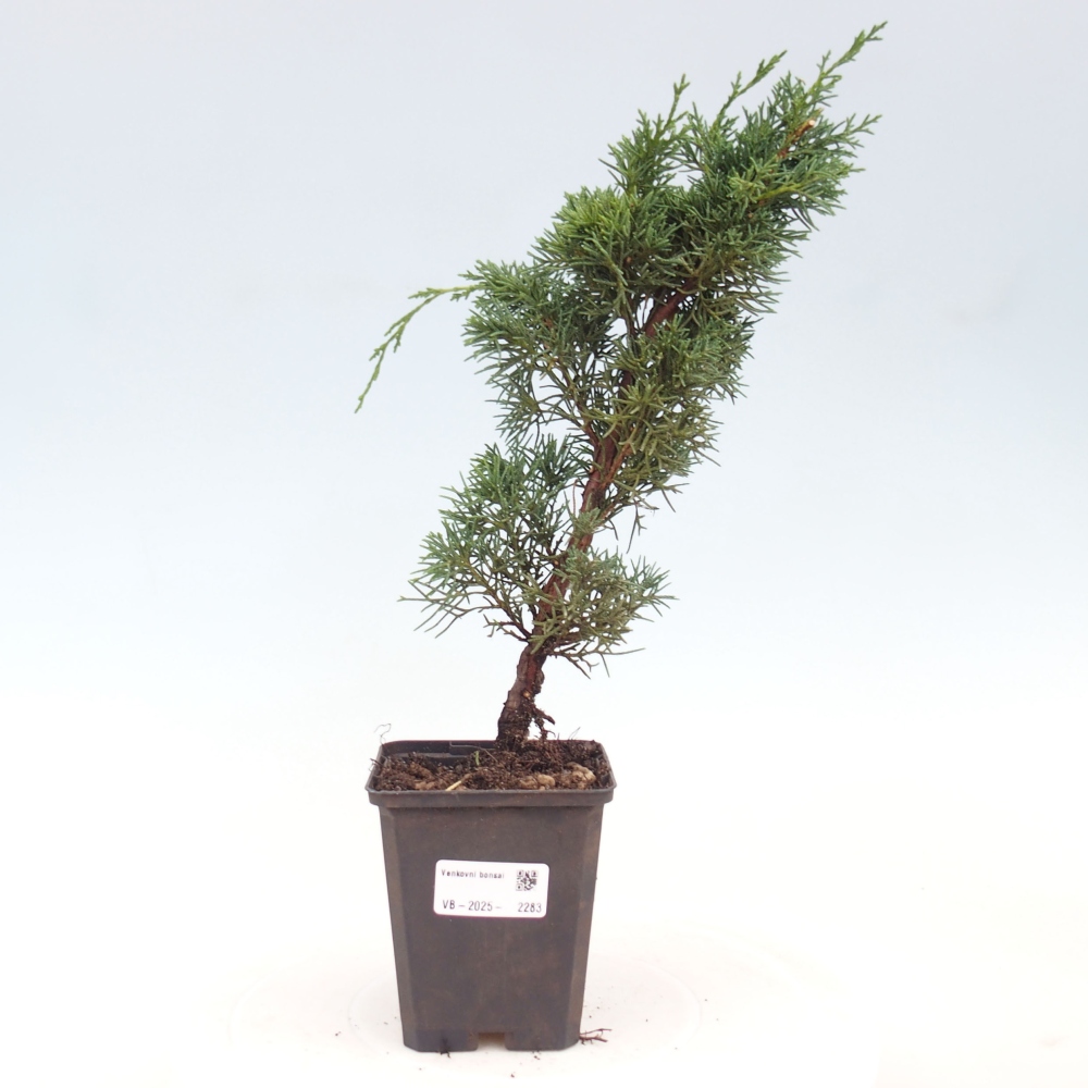 Venkovní bonsai - Juniperus chinensis Kishu -Jalovec čínský