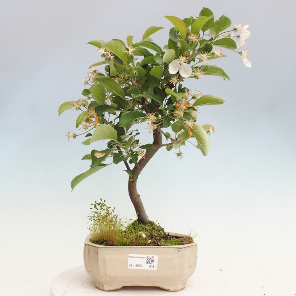 Venkovní bonsai -Malus halliana - Maloplodá jabloň