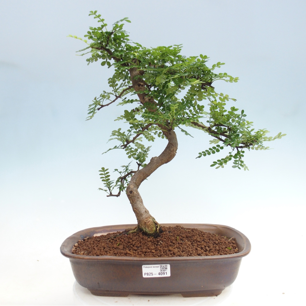Pokojová bonsai - Zantoxylum piperitum - pepřovník