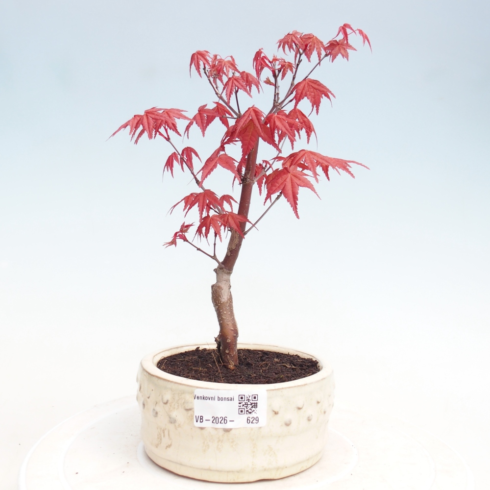 Venkovní bonsai - Javor dlanitolistý - Acer palmatum DESHOJO