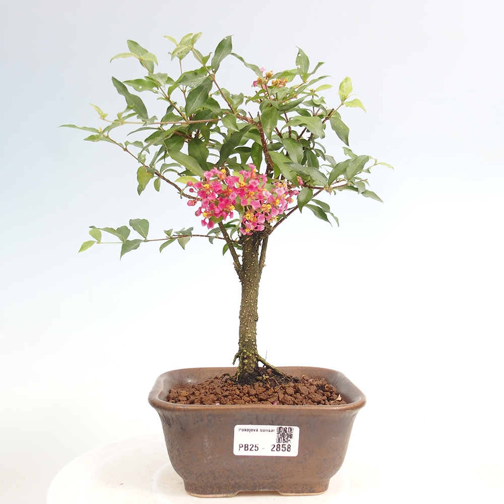 Pokojová bonsai - Malpighia coccigera- Barbdorská třešeň