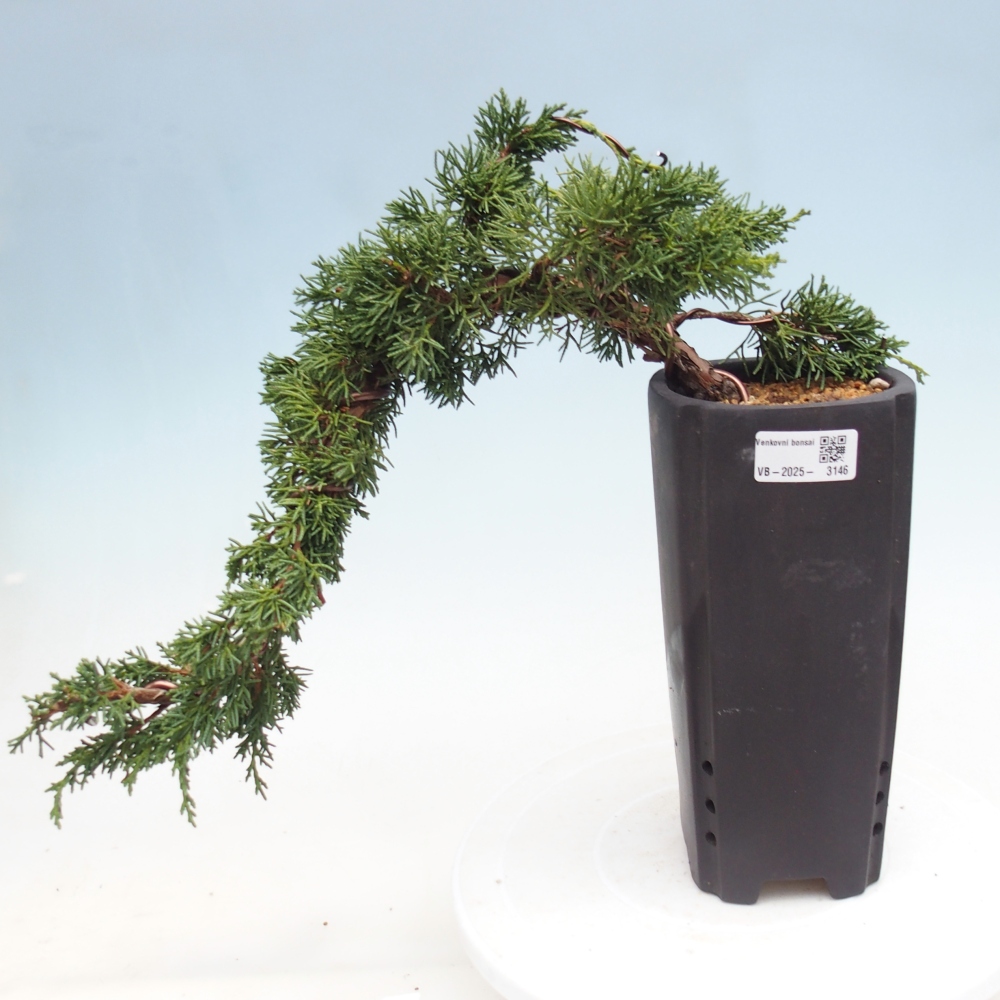 Venkovní bonsai - Juniperus chinensis Kishu -Jalovec čínský