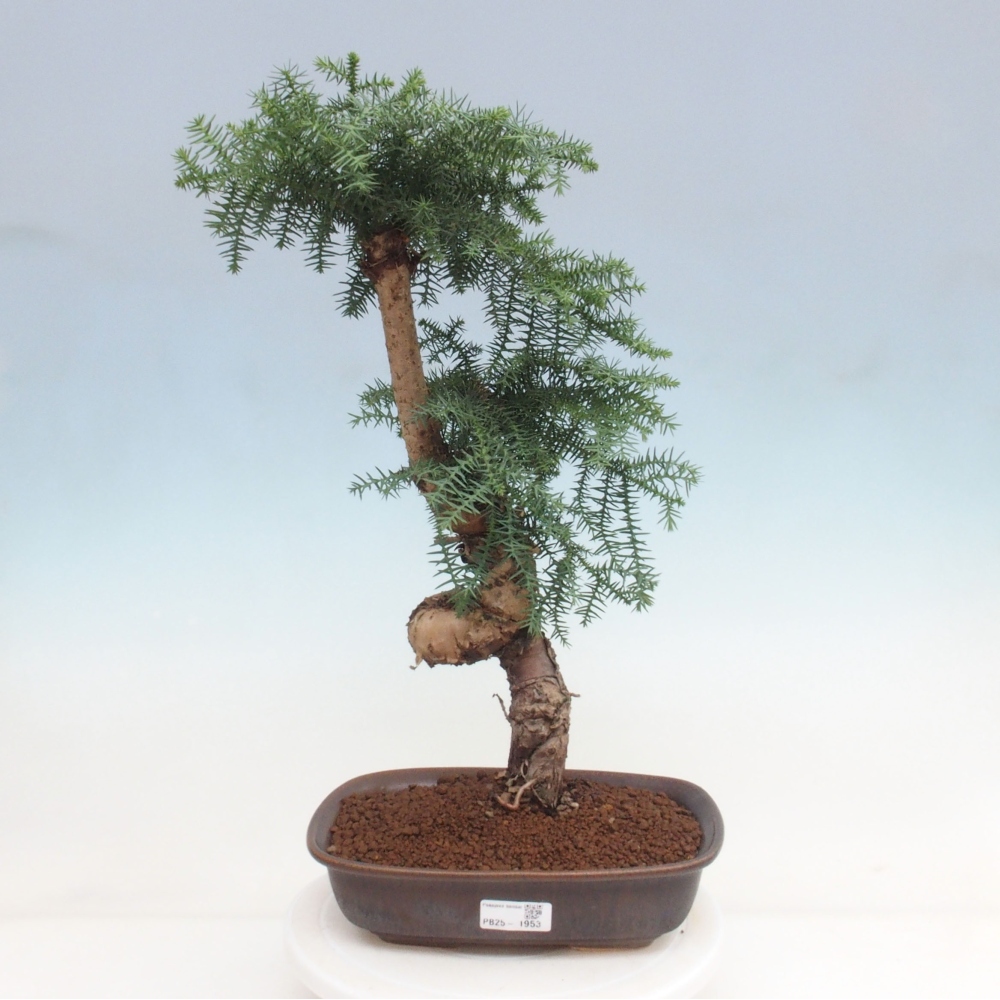 Pokojová bonsai - Araukarie - pokojový smrček